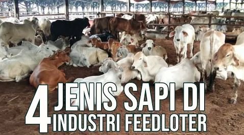 
                                 Jenis-Sapi-Industri-Feedloter-Bull-Steer-Heffer-Cow
